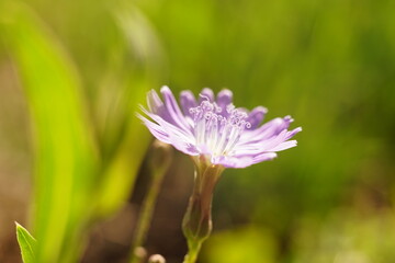 Fototapeta premium macro violet wild flower growsin sunny field