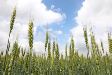 Agricultural field with ripening cereal crop under cloudy sky, closeup view