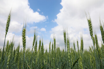 Agricultural field with ripening cereal crop under cloudy sky, closeup view