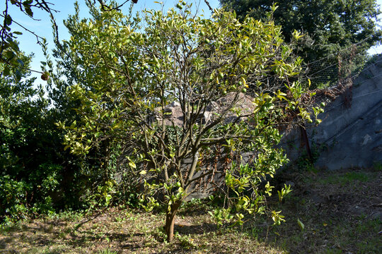 Imagen de un limonero del jard&iacute;n con ramas defoliadas y hojas amarillas, s&iacute;ntomas de estar infectado por una plaga.