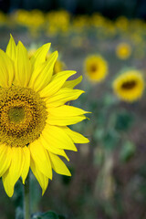 Obraz premium Sonnenblume im Sonnenblumenfeld, hochkant