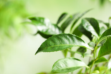 Green leaves of tea plant on blurred background, closeup