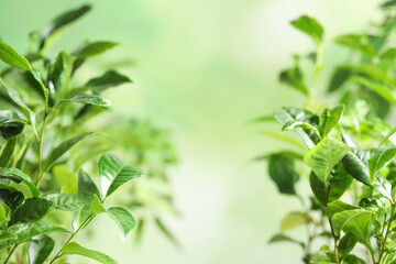 Green leaves of tea plant on blurred background. Space for text
