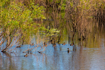 Duck and ducklings hide in a thicket of bushes, which flooded the lake