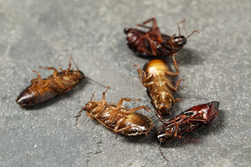Dead brown cockroaches on grey stone background, closeup. Pest control