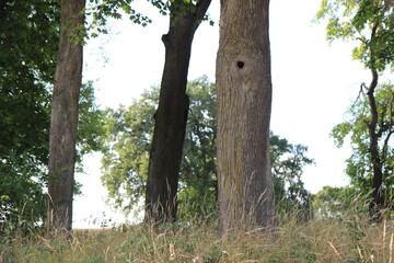 Bäume auf einer Lichtung auf einem Vorsprung mit Astloch Licht Sonnen Einfall Schatteneinfall