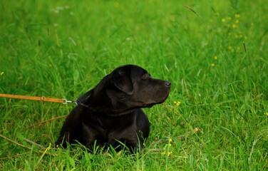 One Labrador Retriever with its head turned is lying in the grass.