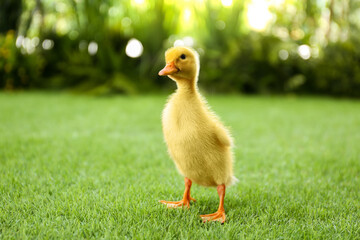 Cute fluffy baby duckling on green grass outdoors