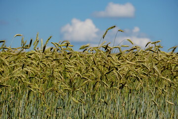 Yellow wheat field and blue sky with white clouds