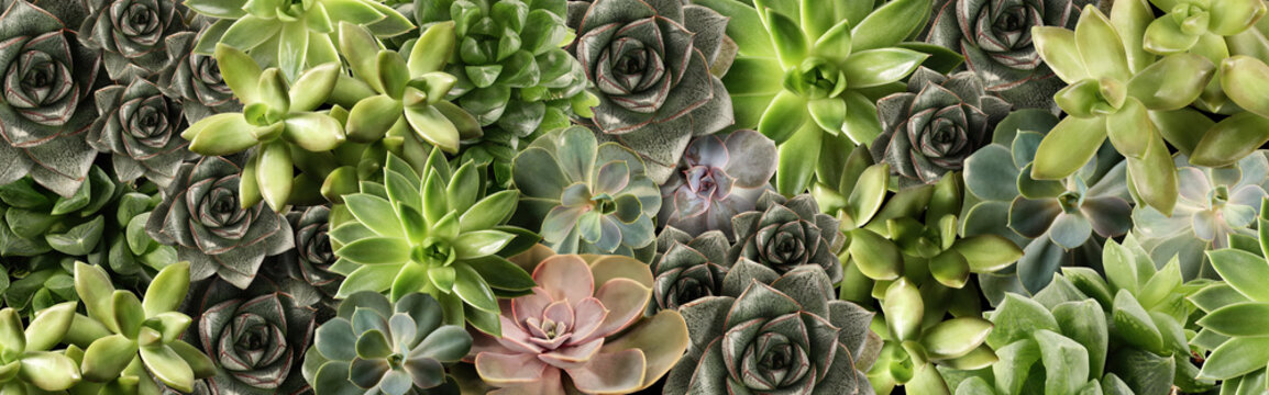 Different beautiful succulents as background, top view. Banner design