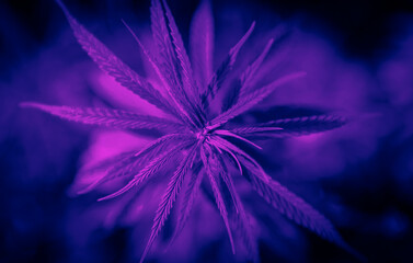 Cannabis at the beginning of flowering. Medicinal indica with CBD. Neon color filter.