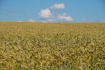 Yellow wheat field and blue sky with white clouds