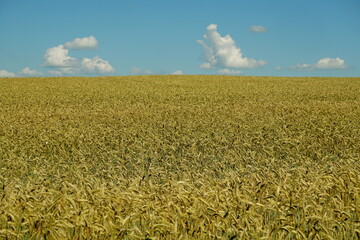 Yellow wheat field and blue sky with white clouds