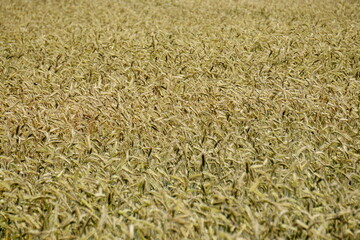 Fields of cereals close-up, Natural cereal background