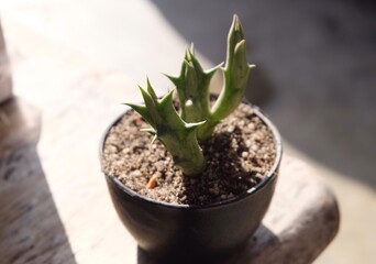 Cactus on the table in the evening