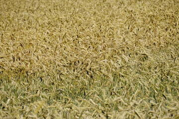 Fields of cereals close-up, Natural cereal background