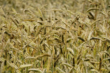 Fields of cereals close-up, Natural cereal background