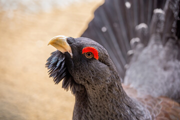 Portrait of adult cock capercaillie bird male - close up
