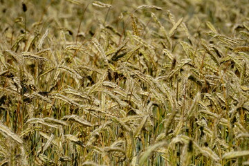 Fields of cereals close-up, Natural cereal background