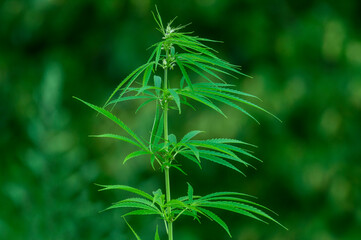 Naklejka premium Cannabis research, Cultivation of marijuana Cannabis sativa, flowering cannabis plant as a legal medicinal drug, herb. Ecological and biological hemp plant