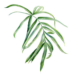 Fototapeta na wymiar Tropical leaf on a white background. Watercolor hand painted, botanical illustration