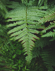 Fototapeta na wymiar green fern leaves