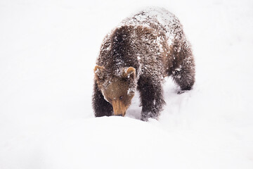 Brown bear on the snow