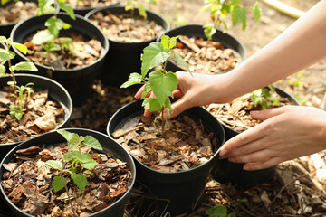 Woman taking care of birch tree seedling, closeup. Planting and gardening