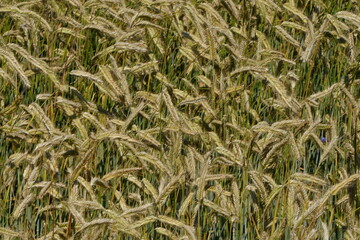 Fields of cereals close-up, Natural cereal background