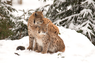 Mother and child Lynx sitting in the snow