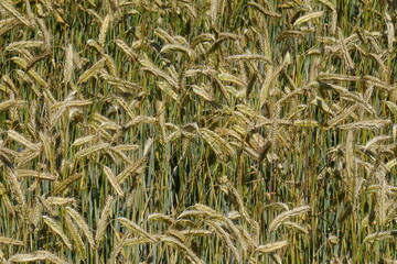 Fields of cereals close-up, Natural cereal background