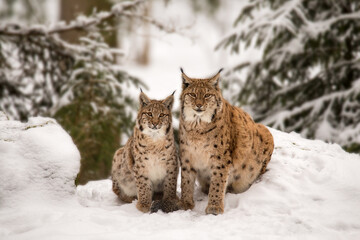 Obraz premium Mother and child Lynx sitting in the snow