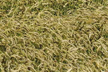 Fields of cereals close-up, Natural cereal background