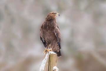 Lesser spotted eagle (Clanga pomarina)
