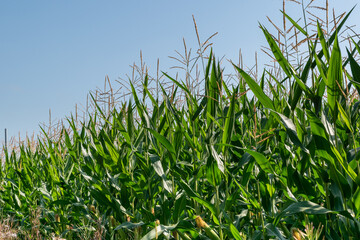 Obraz premium Agricultural green cornfield in summer