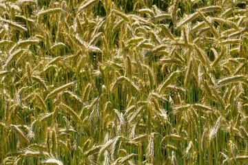 Fields of cereals close-up, Natural cereal background