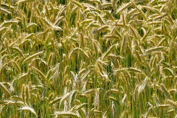 Obraz premium Fields of cereals close-up, Natural cereal background