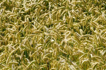Fields of cereals close-up, Natural cereal background
