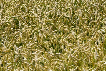 Fields of cereals close-up, Natural cereal background