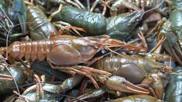 view top. Healthy and active fresh water lobster or crayfish move.