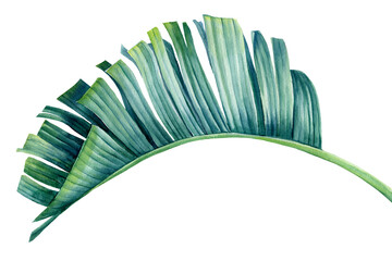 Blue palm leaf on a white background. Watercolor hand painted, botanical illustration