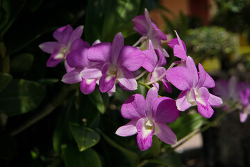 Dendrobium orchid, Violet Orchid Purple Orchids, tropical flowers, 
