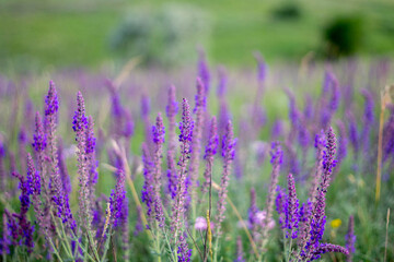 Sage flowers field at sunset
