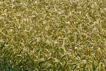 Fields of cereals close-up, Natural cereal background