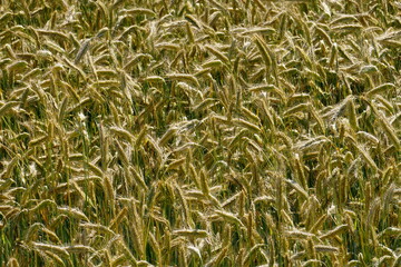Fields of cereals close-up, Natural cereal background