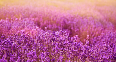 Fototapeta na wymiar Lavender field on sunny day, banner design