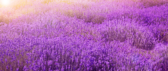 Lavender field on sunny day, banner design
