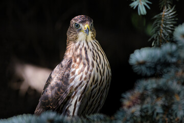 Cooper's Hawk Sitting on a Spruce Tree Branch