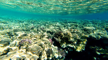 Naklejka na ściany i meble Underwater world with corals