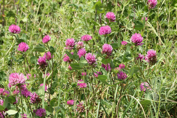 Blüten des Roten Klees, Klee, Trifolium pratense
